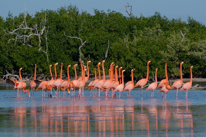 Full Day Tour in Rio Lagartos and Coloradas With Lunch - Preparing for the Tour