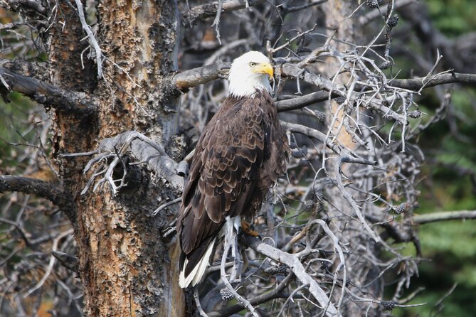Full Day Tour in Rocky Mountain National Park Lunch Included - Wildlife Viewing and Equipment Provided