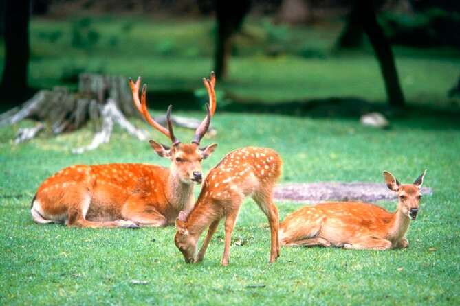 Full-Day Tour in Uji and Nara With Lunch - Inclusions and Highlights