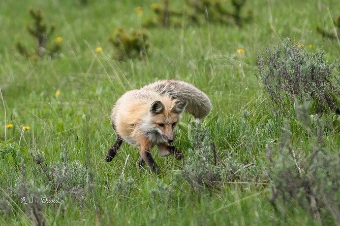 Full-Day Tour in Yellowstone National Park - Accessibility and Accommodations