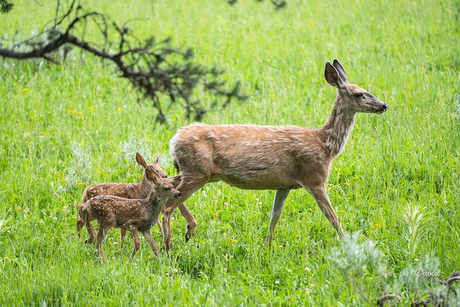 Full-Day Tour in Yellowstone National Park - Additional Information