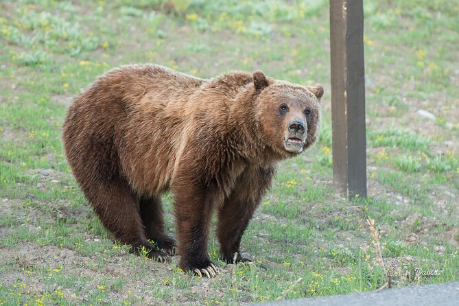 Full-Day Tour in Yellowstone National Park - Frequently Asked Questions
