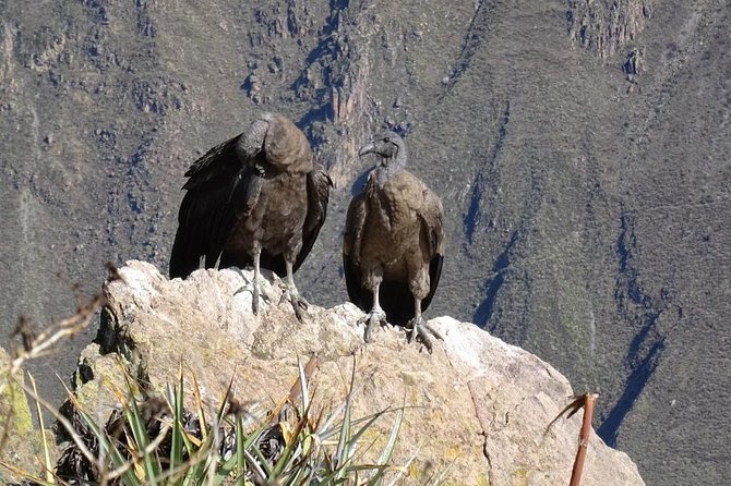 Full Day Tour Including Transfer to Puno / Colca Canyon - Transportation and Meals