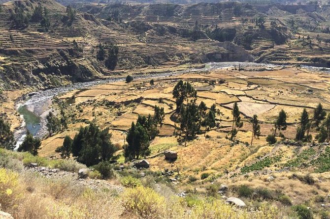 Full Day Tour Including Transfer to Puno / Colca Canyon - Reviews and Feedback