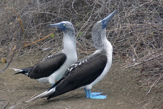 Full Day Tour Isla Salango Snorkel Seabirds From Guayaquil - Key Points