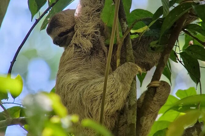 Full Day Tour Manuel Antonio National Park From San José - Key Points