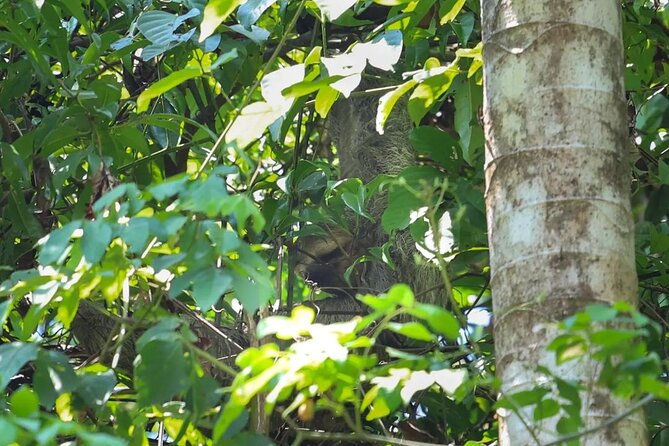 Full Day Tour Manuel Antonio National Park From San José - Tour Overview