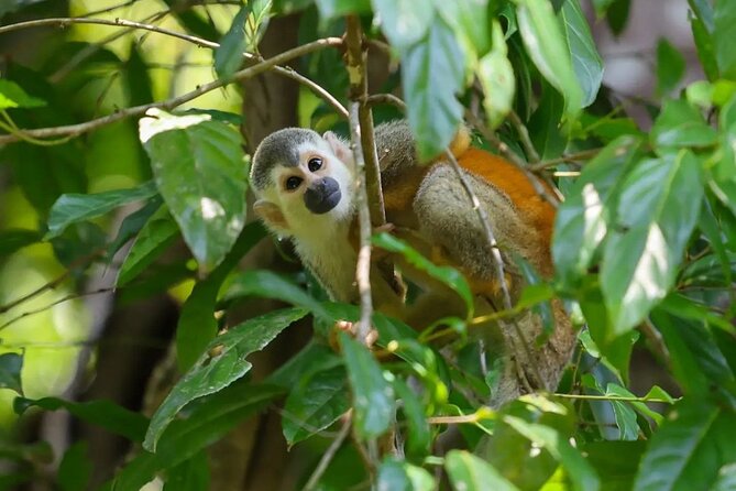 Full Day Tour Manuel Antonio National Park From San José - Pickup Information