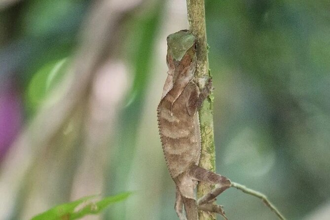 Full Day Tour Manuel Antonio National Park From San José - Reviews and Ratings