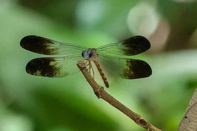 Full Day Tour Manuel Antonio National Park From San José - Pickup Information