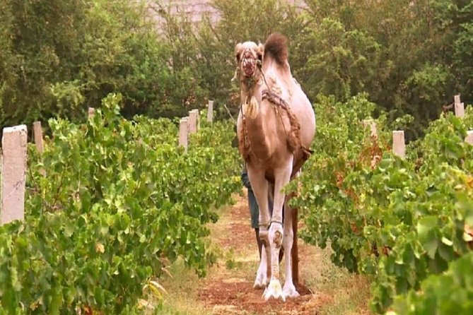 Full Day Tour of Casablanca With Lunch and Moroccan Wine - Pickup and Accessibility