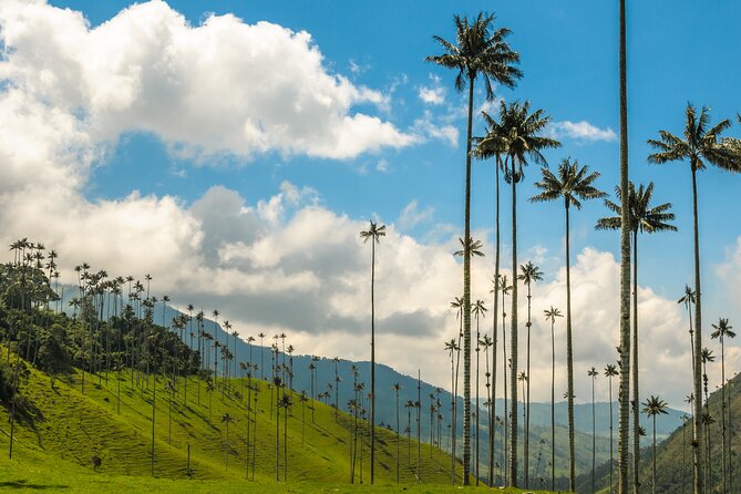 Full Day Tour of Cocora Valley, Salento, and Coffee Farm Tour (from Pereira) - Inclusions and Highlights