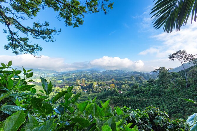Full Day Tour of Cocora Valley, Salento, and Coffee Farm Tour (from Pereira) - Pickup and Dropoff Locations