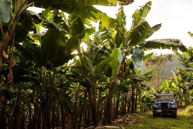 Full Day Tour of Cocora Valley, Salento, and Coffee Farm Tour (from Pereira) - Key Points