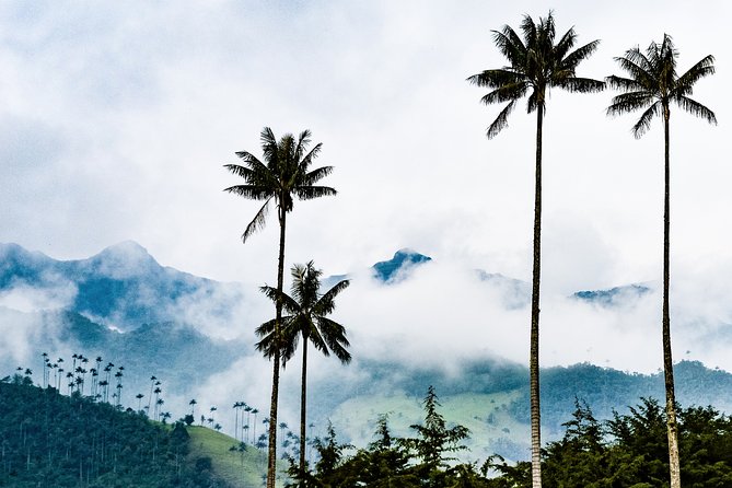 Full Day Tour of Cocora Valley, Salento, and Filandia Coffee Town (from Pereira) - Pickup Details and Accessibility