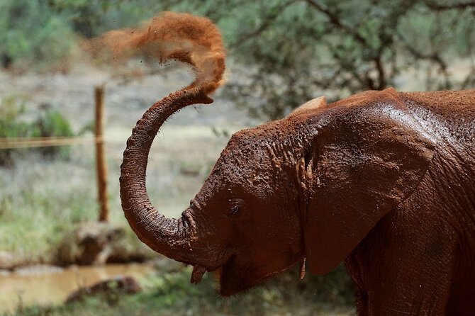 Full Day Tour of Karen Blixen Giraffe Center With Optional Museum - Exclusions