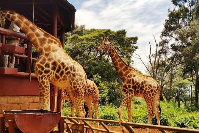 Full Day Tour of Karen Blixen Giraffe Center With Optional Museum - Tour Activities