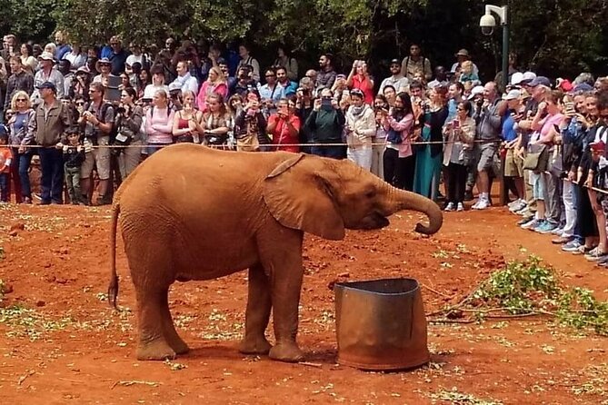 Full Day Tour of Karen Blixen Giraffe Center With Optional Museum - Giraffe Center Experience