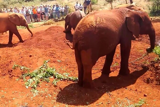 Full Day Tour of Karen Blixen Giraffe Center With Optional Museum - Kazuri Beads Factory