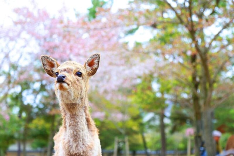 Full-Day Tour of Kyoto and Nara: UNESCO Heritage Highlights - Key Points