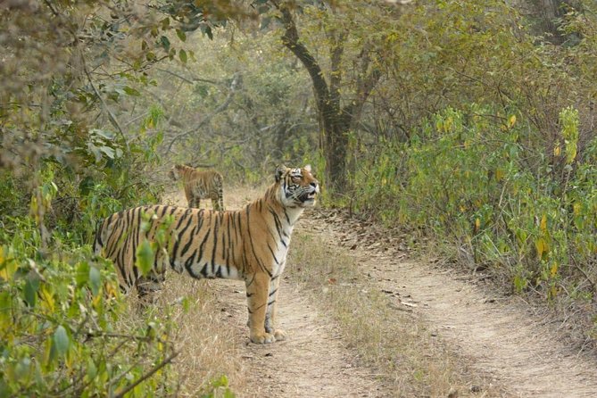 Full-Day Tour of Ranthambore From Jaipur - Key Points