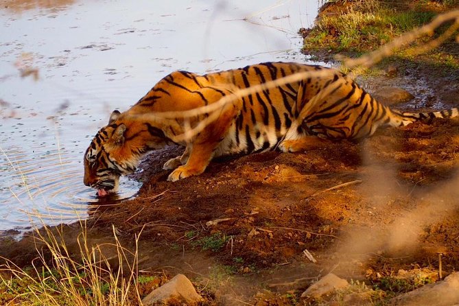 Full-Day Tour of Ranthambore From Jaipur - Pickup Information