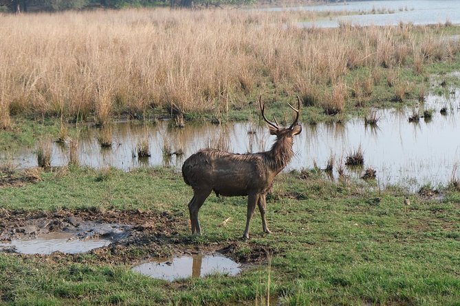 Full-Day Tour of Ranthambore From Jaipur - Ranthambore Tiger Reserve