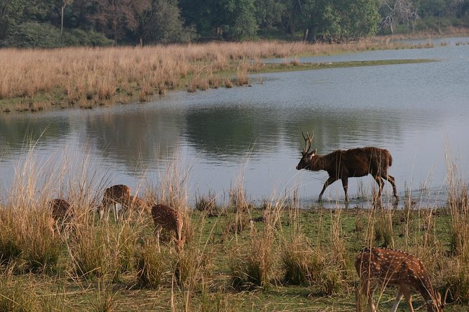 Full-Day Tour of Ranthambore From Jaipur - Safari Experience