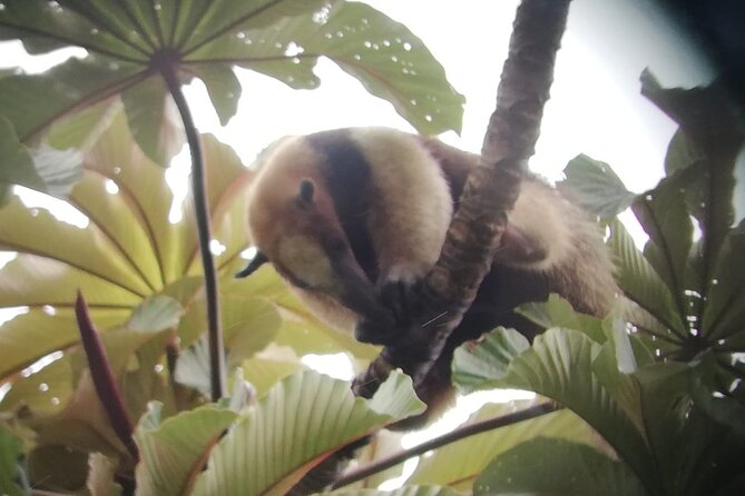 Full Day Tour of the Arenal Volcano From La Fortuna - Tour Overview
