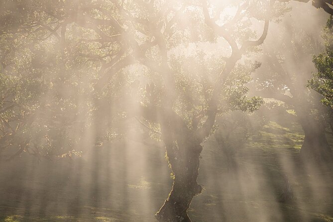 Full Day Tour on Madeira Island - Participant Information