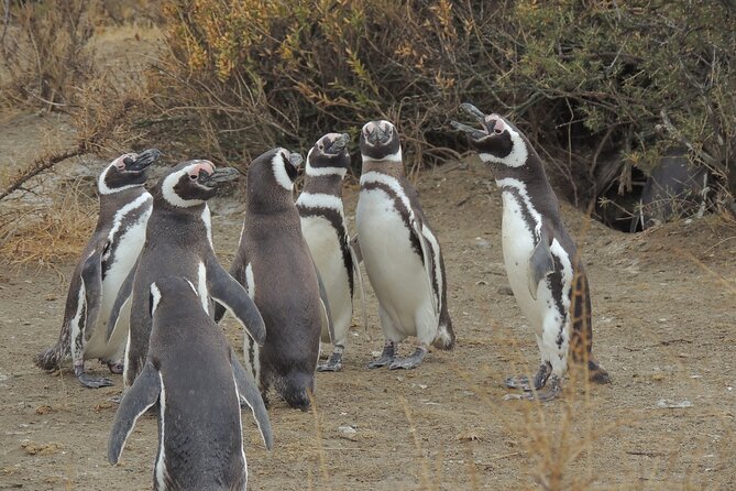 Full Day Tour Penguin Walk in Punta Tombo - Key Points
