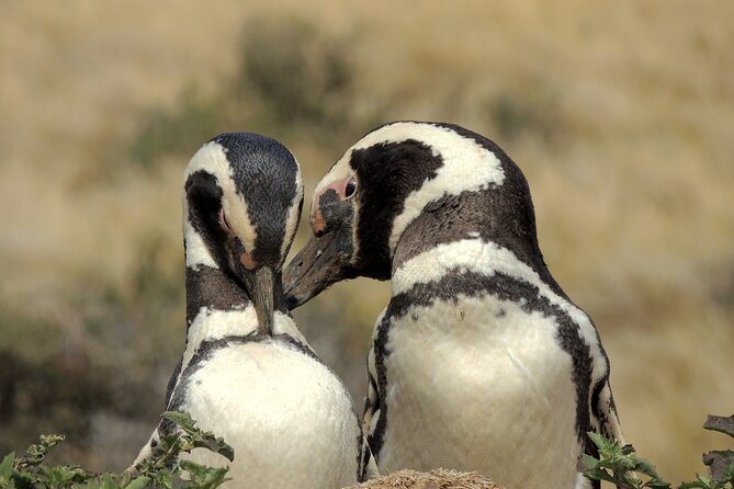 Full Day Tour Penguin Walk in Punta Tombo - Meeting and Pickup