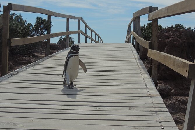 Full Day Tour Penguin Walk in Punta Tombo - Traveler Experiences