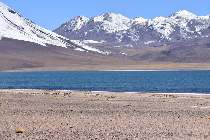 Full Day Tour Piedras Rojas Altiplanic Lagoons Chaxa Lagoon - Tour Overview and Highlights