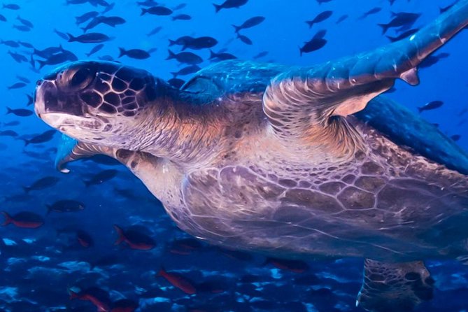 Full Day Tour Pinzon Island + La Fe/Las Palmas - Snorkeling & Fishing - Fishing Opportunities