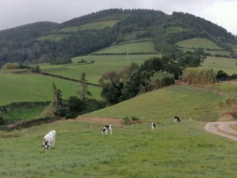 Full Day Tour Sete Cidades and Lagoa Do Fogo €75 - Booking Information