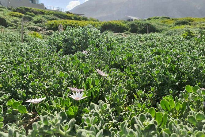 Full-Day Tour Stony Point Penguin Colony at Bettys Bay (Up to 10 Persons) - Accessibility and Restrictions