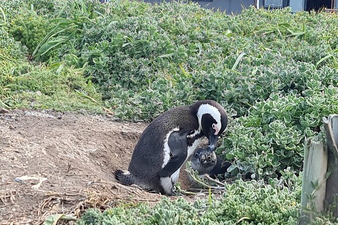 Full-Day Tour Stony Point Penguin Colony at Bettys Bay (Up to 10 Persons) - Tour Itinerary and Schedule