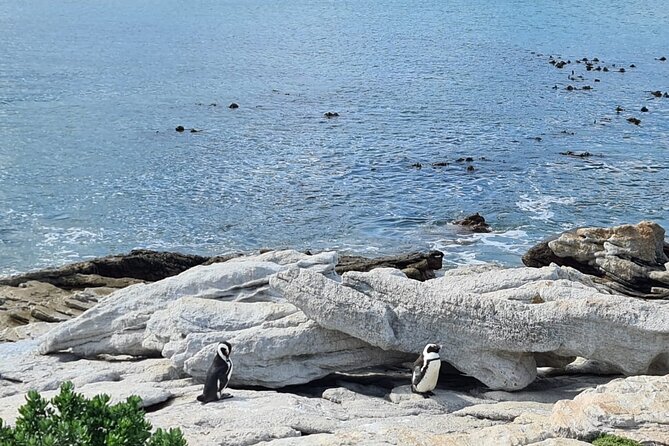 Full-Day Tour Stony Point Penguin Colony at Bettys Bay (Up to 10 Persons) - Booking and Confirmation Process