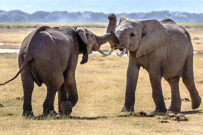 Full Day Tour to Amboseli National Park - Tour Overview