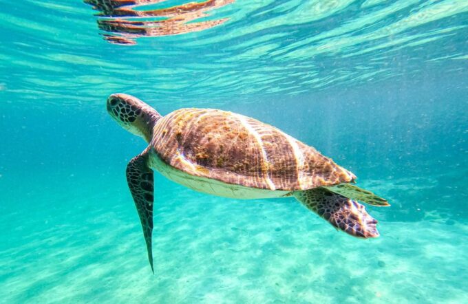 Full-Day Tour to Angra Dos Reis and Ilha Grande - Exploring the Islands