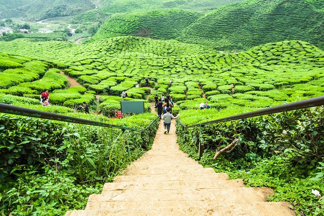 Full Day Tour to Cameron Highlands With Batu Caves Stopover - Itinerary and Meeting Points