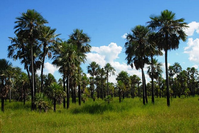 Full-Day Tour to Chaco From Asunción - Key Points
