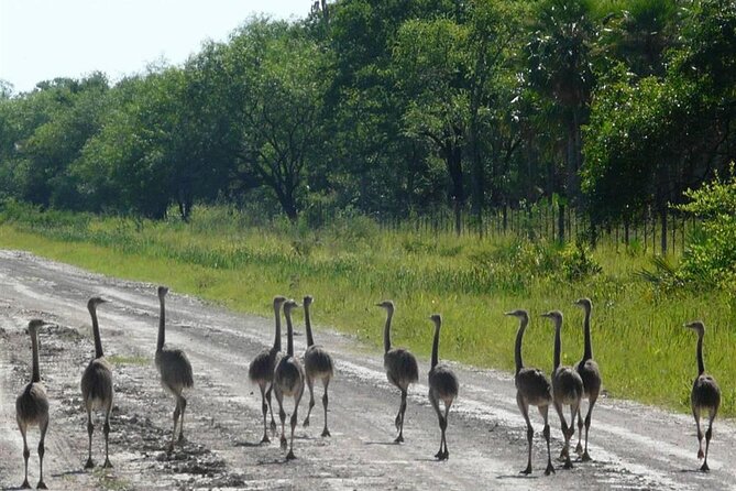 Full-Day Tour to Chaco From Asunción - Accessibility Requirements