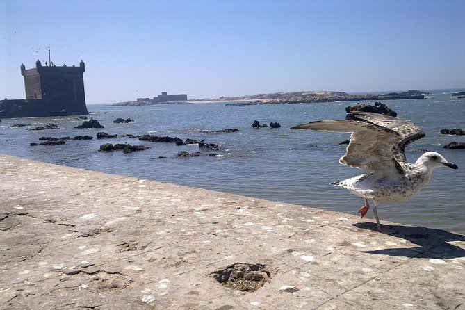 Full-Day Tour to Essaouira - the Ancient Mogador City From Marrakech - Witnessing Argan Oil Production