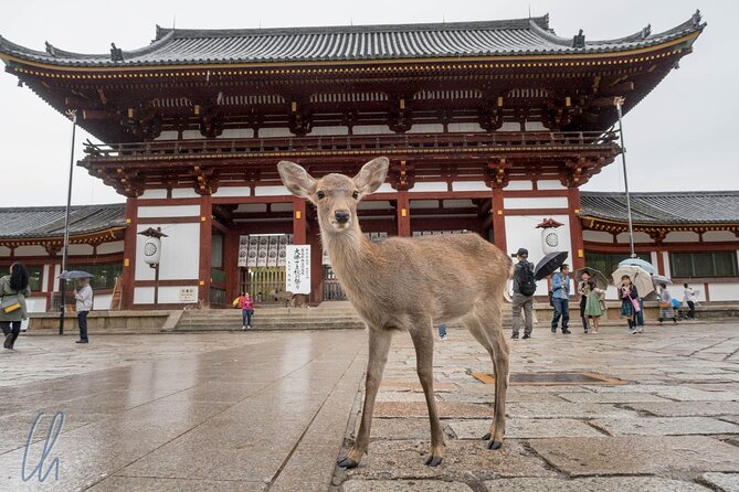 Full Day Tour to Fushimi Inari, Nara Park and Osaka From Kyoto - Inclusions