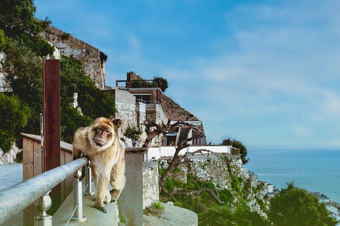 Full Day Tour to Gibraltar From Torremolinos or Benalmádena - Key Points