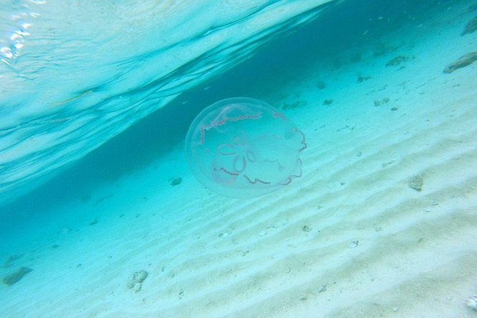 Full-Day Tour to Punta Rucia and Cayo Arena With Snorkeling - Snorkeling and Beach Activities