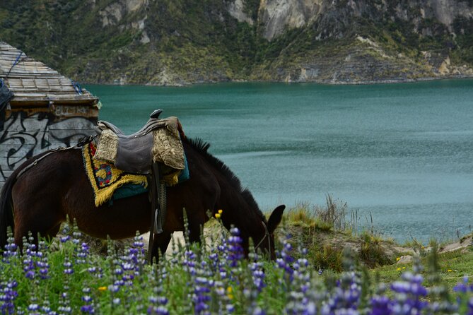 Full-Day Tour to Quilotoa Lagoon From Quito With Lunch - Dietary Considerations