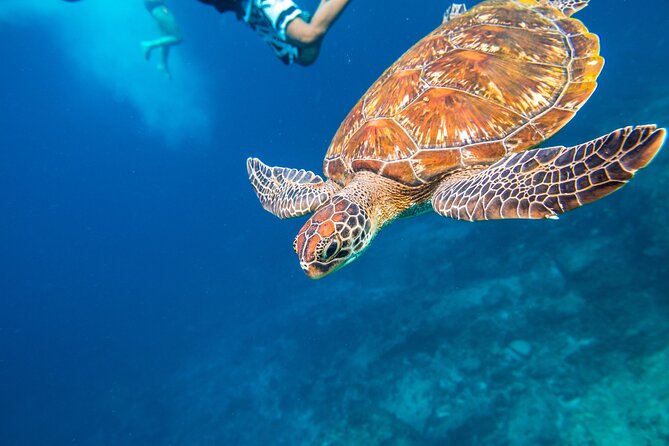 Full-Day Tour to the Similan Islands by Speedboat From Khao Lak - Snorkeling and Marine Life